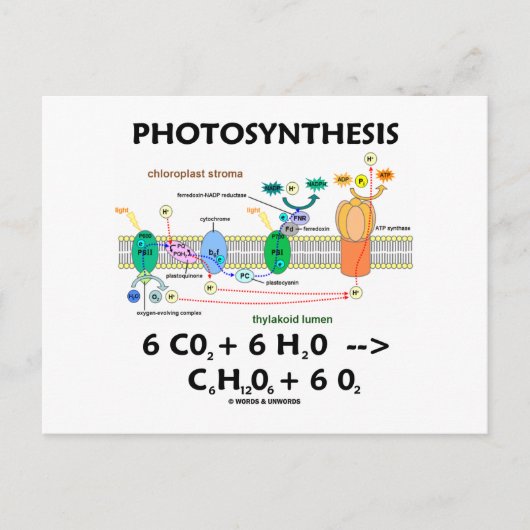 Fotosynthese (koolstofdioxide + water) briefkaart (Voorkant)