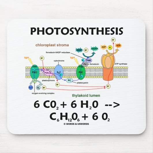 Fotosynthese (koolstofdioxide + water) muismat (Voorkant)