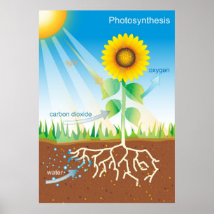 Fotosynthese Poster