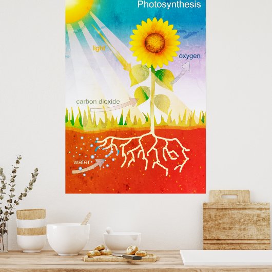 Fotosynthese Poster (Keuken)