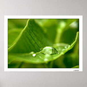 fotosynthetisch poster