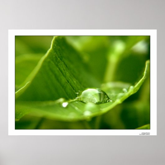 fotosynthetisch poster (Voorkant)