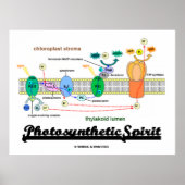Fotosynthetische geest (biochemiehoogte) poster (Voorkant)
