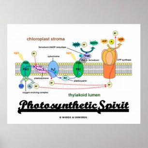 Fotosynthetische geest (biochemiehoogte) poster
