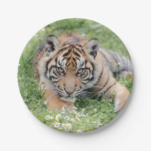 Fototijger, dieren 0276. papieren bordje