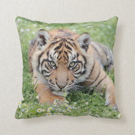 Fototijger, dieren 0287. kussen