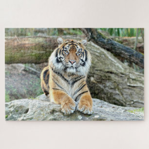 Fototijger, dieren 0313. legpuzzel