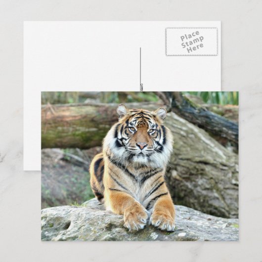 Fototijger, dieren . briefkaart (Voorkant / Achterkant)