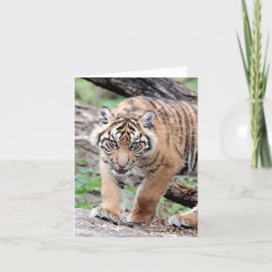 Fototijger , huisdier , dierenkaart kaart