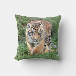 Fototijger, kat, dieren, kussen en pijpen