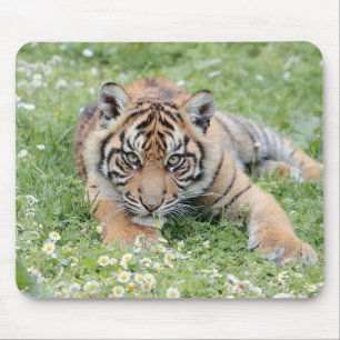 fototijgerkattendieren, muisblok muismat