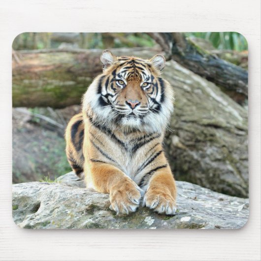fototijgerkattendieren, muisblok muismat (Voorkant)