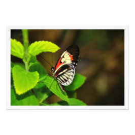 Fotouitbreiding Foto Afdruk