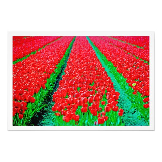 Fotouitbreiding Foto Afdruk (Voorkant)