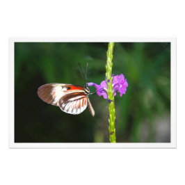 Fotouitbreiding Foto Afdruk