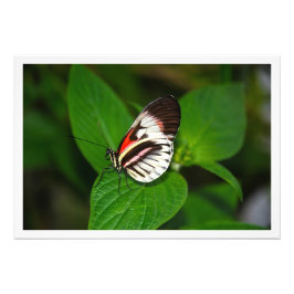 Fotouitbreiding Foto Afdruk