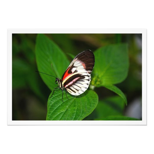 Fotouitbreiding Foto Afdruk (Voorkant)