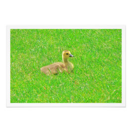 Fotouitbreiding Foto Afdruk