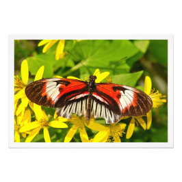 Fotouitbreiding Foto Afdruk