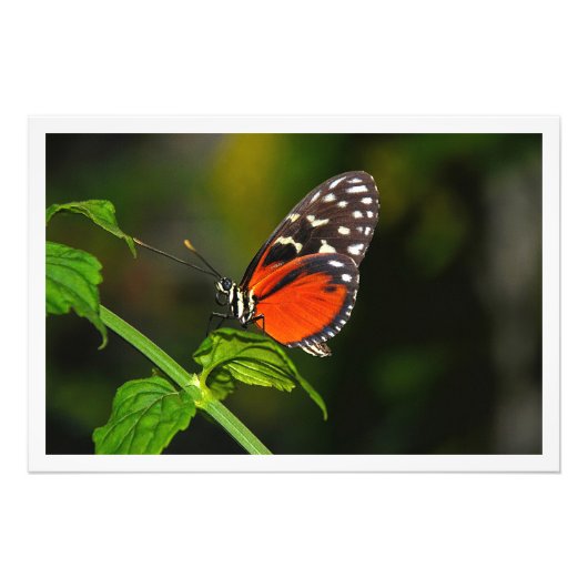 Fotouitbreiding Foto Afdruk (Voorkant)