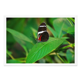 Fotouitbreiding Foto Afdruk