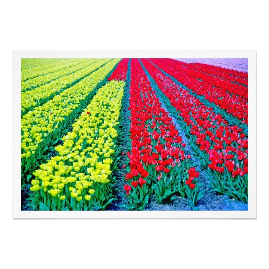 Fotouitbreiding Foto Afdruk (Voorkant)