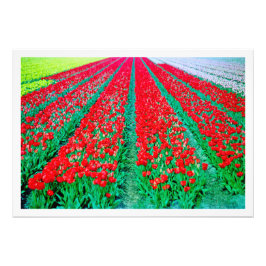 Fotouitbreiding Foto Afdruk