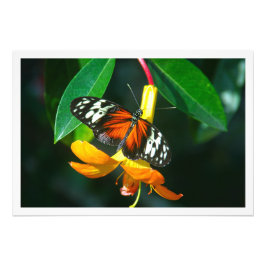 Fotouitbreiding Foto Afdruk