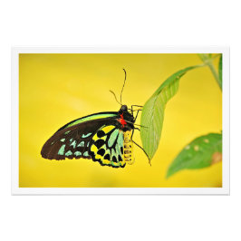 Fotouitbreiding Foto Afdruk