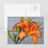 Foundation Lily - Daylily Briefkaart (Voorkant / Achterkant)