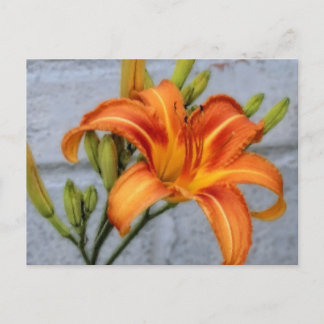Foundation Lily - Daylily Briefkaart