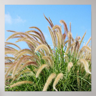 Fountain Grass Poster