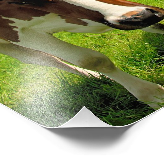 Four chatting cows foto afdruk (Hoek)