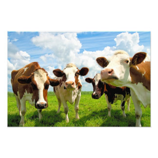 Four chatting cows foto afdruk