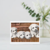 "Four Cute Puppies" honden Briefkaart (Staand voorkant)