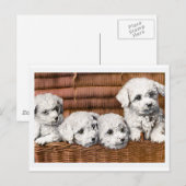 "Four Cute Puppies" honden Briefkaart (Voorkant / Achterkant)