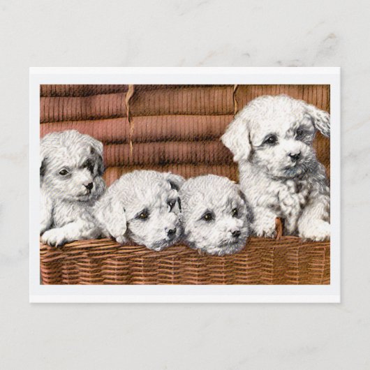 "Four Cute Puppies" honden Briefkaart (Voorkant)