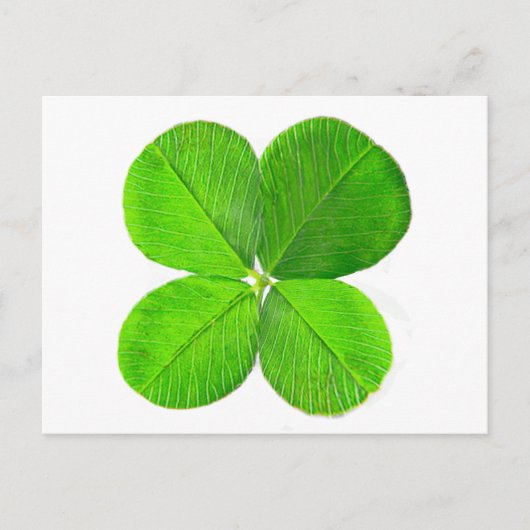 Four Leaf Clover Het museum Zazzle Gifts Briefkaart (Voorkant)