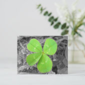 Four Leaf Clover Postcard - Black & White & Green Briefkaart (Staand voorkant)