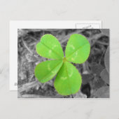 Four Leaf Clover Postcard - Black & White & Green Briefkaart (Voorkant / Achterkant)