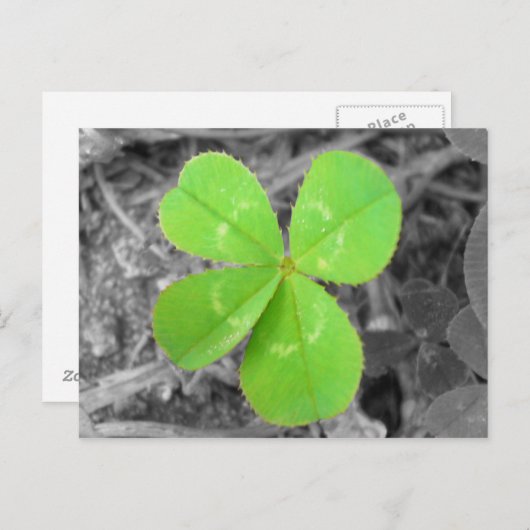 Four Leaf Clover Postcard - Black & White & Green Briefkaart (Voorkant / Achterkant)
