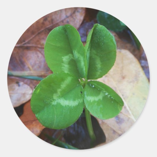 Four leaf clover Sticker (Voorkant)