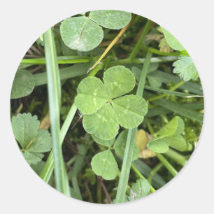 Four Leaf Clover Sticker