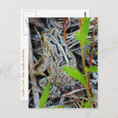 Fowlers Toad Postcard Briefkaart (Voorkant / Achterkant)