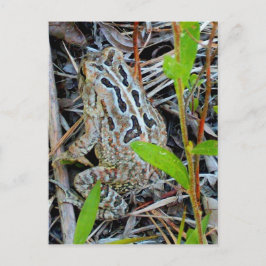 Fowlers Toad Postcard Briefkaart