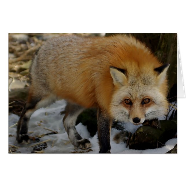 Fox (Voorkant Horizontaal)