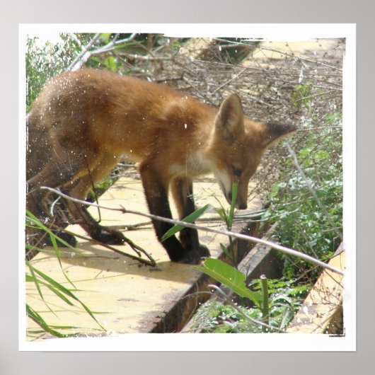 Fox 2 poster (Voorkant)