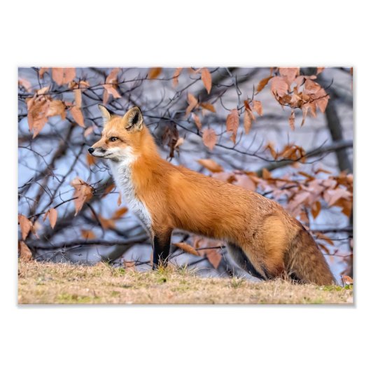 Fox, bladeren en mist foto vergroting afdruk (Voorkant)