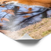 Fox, bladeren en mist foto vergroting foto afdruk (Hoek)