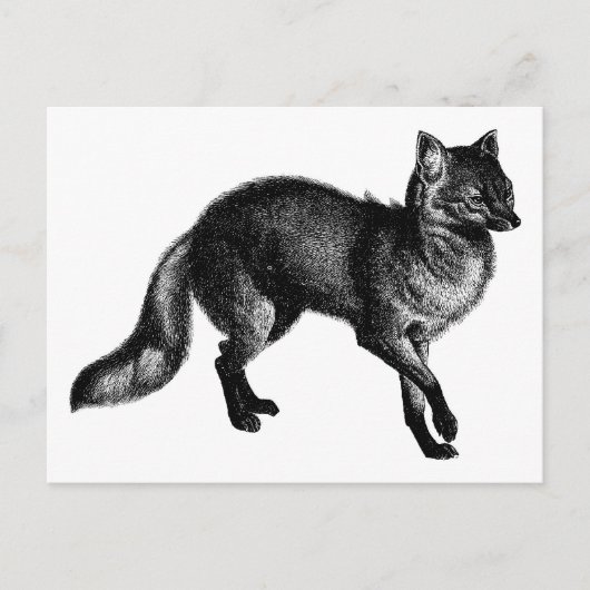  Fox Briefkaart (Voorkant)